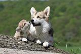 CORGI PEMBROKE 634